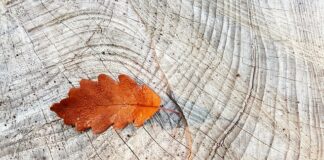 Od czego zapiekają się pierścienie?