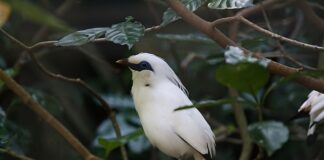 Czy można wymienić pasy w samochodzie?