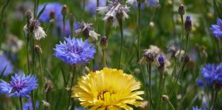 Za co odpowiada przewoźnik?