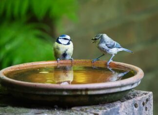 Jak się mówi w The Forest?