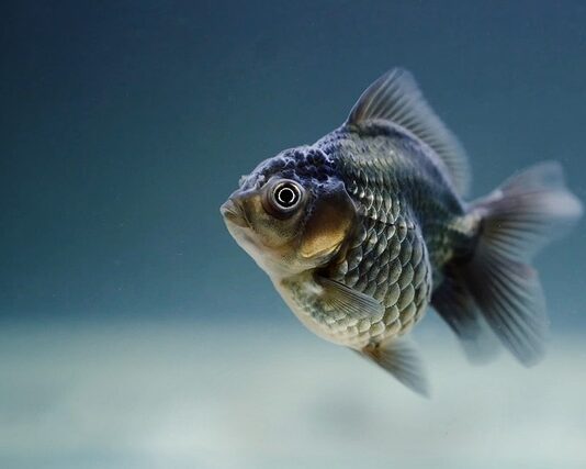 Po czym poznać że rybki mają mało tlenu?