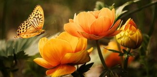 Jak mycie Karcher z płynem?