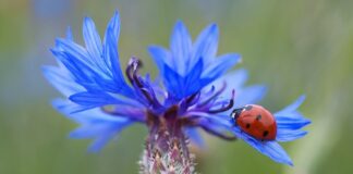 Ile punktów karnych za niezapięte pasy 2023?