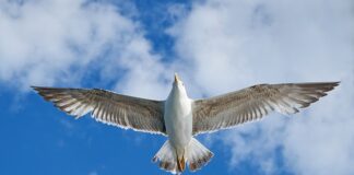 Czy warto kupić VW Phaeton?