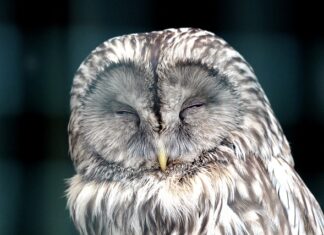 Jak działają Race?