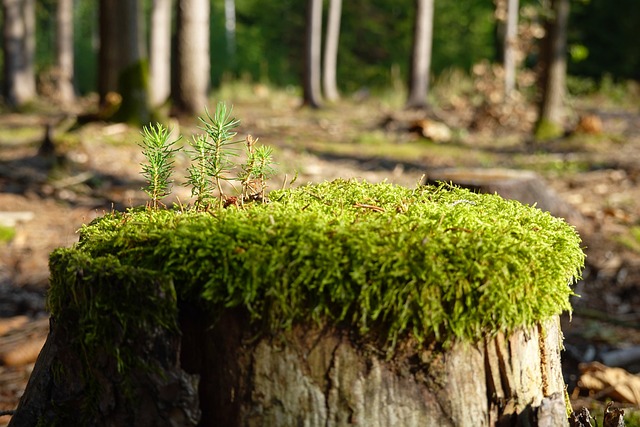 Jak zregenerować filtr zmiękczający? Jak zregenerować filtr zmiękczający?